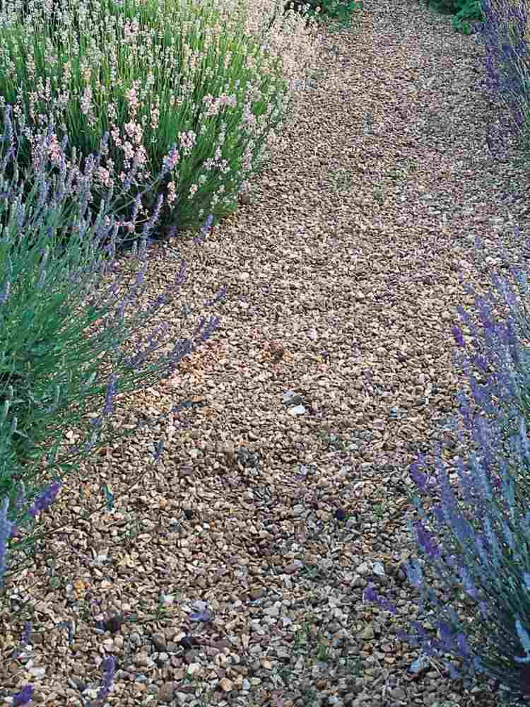 Skapa en grusbädd-medelhavs-trädgård-lavendel-växter-mark täck-landskap