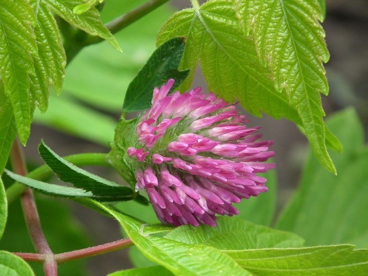 Rödklöver Trifolium pratense har mörkrosa blommor