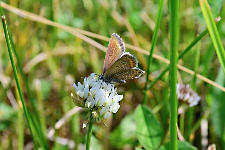 Vitklöver är viktigt för många pollinatörer