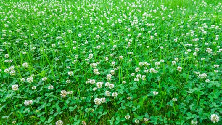 Clover skadar inte gräsmattan men ger värdefulla spårämnen