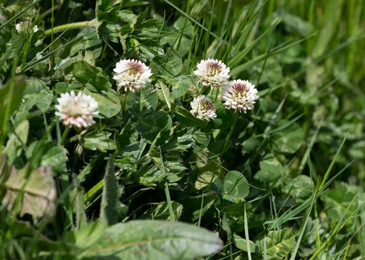 Vitklöver - Trifolium repens