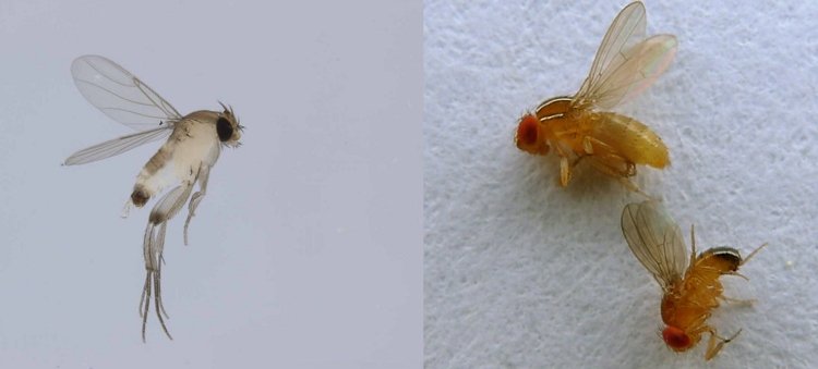 Flyger i krukväxter -kämpar-koltrast-konst-insektspest