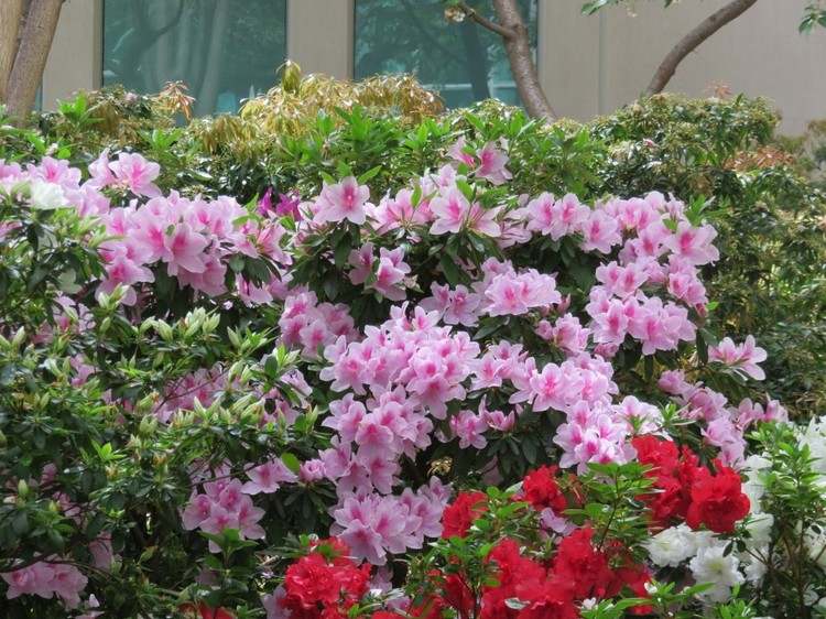 japanska trädgårdsväxter azalea rosa röd