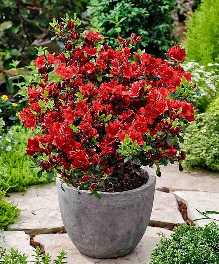 Azalea i en krukväxt för den japanska trädgården