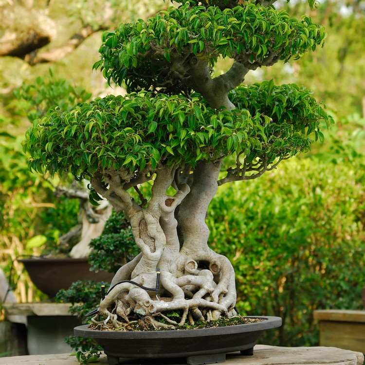 växter för japansk trädgård bonsai träd litet