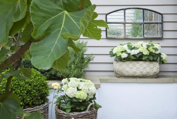 liten trädgård design-shabby-vintage-dekorationer-vita-hortensior