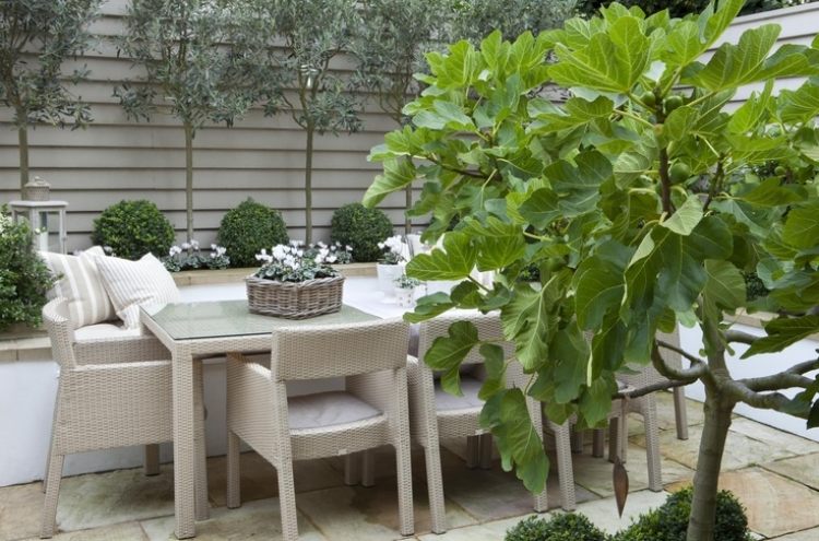 liten trädgård design shabby-matplats-rotting-möbler-fikon-olivträd