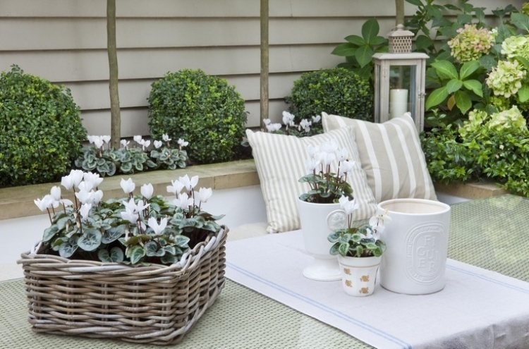 liten trädgård-design-shabby-dekoration-korg-vit-cyklamen
