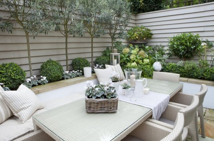 liten trädgård design-växt-idéer-låda-träd-cyklamen-olivträd
