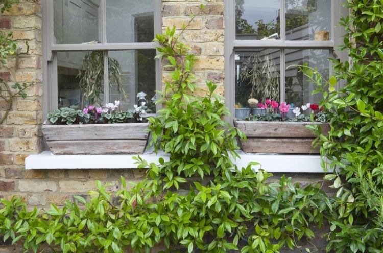 liten-trädgård-design-klättring-växter-fasad-trä-planter