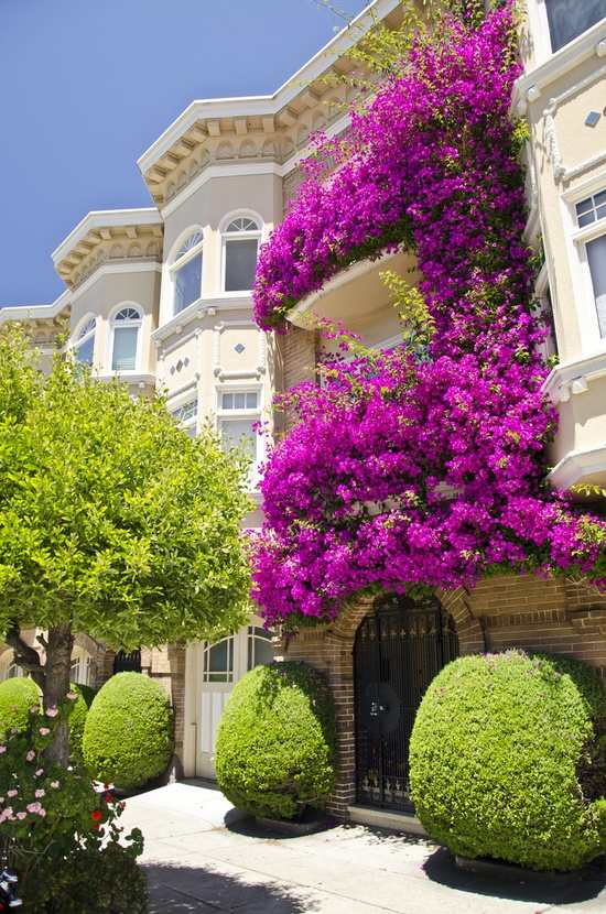 Klätterväxter balkong grönare magisk lila fasad