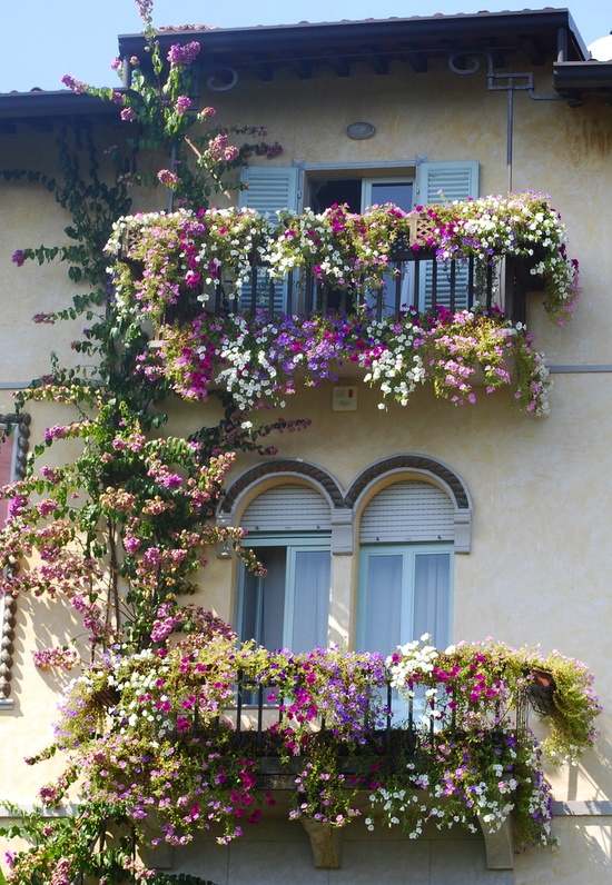 Balkongväxter dekorerar lila vita räcken