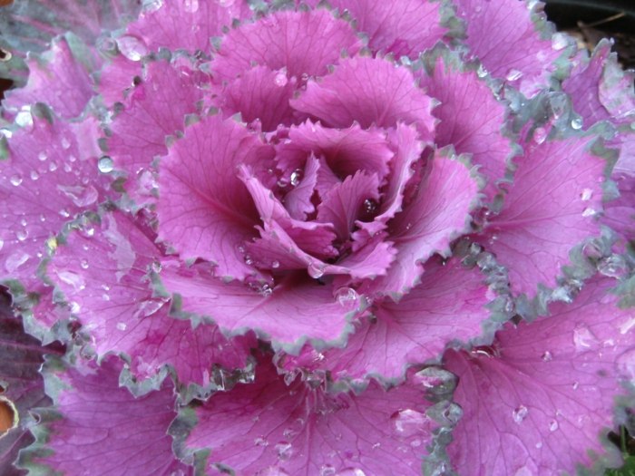 växtidé kålträdgård grönsaksbädd rosa lila