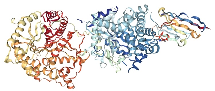 FGF21 -protein - leverhormonet är ett budbärarämne som dämpar aptiten