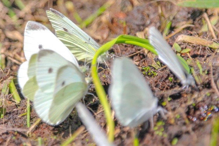 Små kål vit fjäril fjärilar i trädgården pollinerande insekter