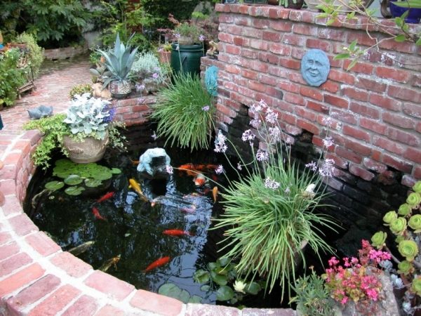 Skapa en trädgårdsdamm Koi fiskuppfödningstips