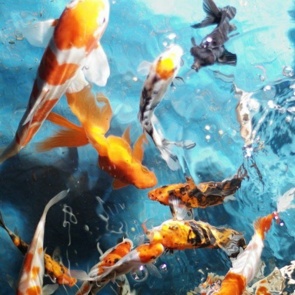 Skapa en Koi Pond Fiskrasras idéer