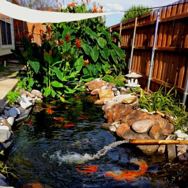 Fiskras Koi damm trädgård japansk stil