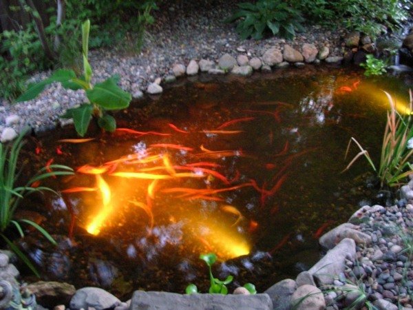 Koi damm fisk belysning idéer
