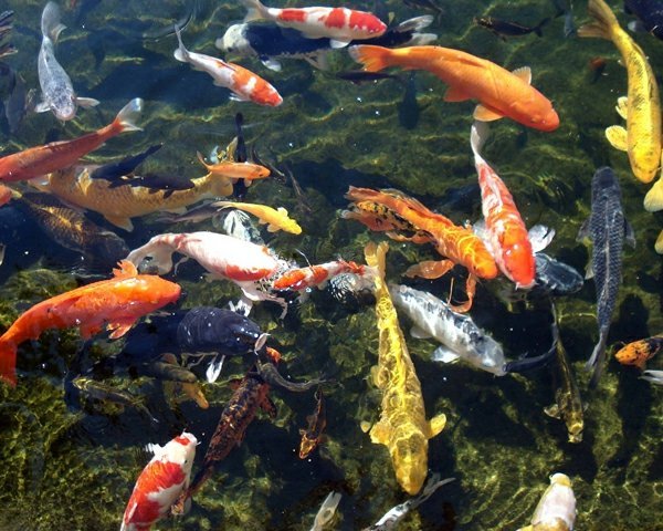 Koi dammfisk väljer avels tips