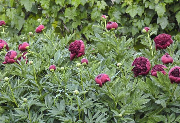 Pion 'Red Charm' i trädgården