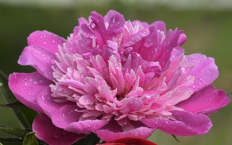 vacker rosa blommande pion