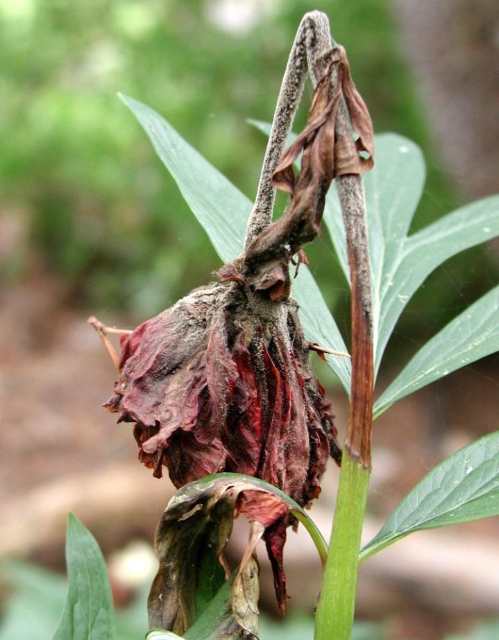 Gråmögel (botrytis cinerea) på pion