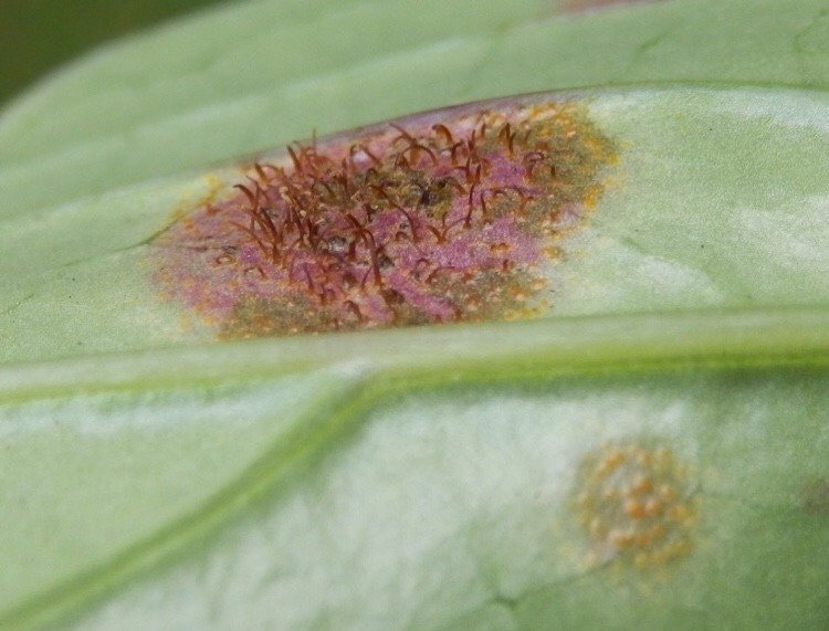 Rostsvampen Cronartium flaccidum på pionblad