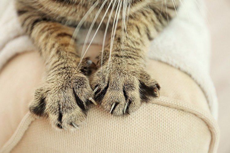 katt katt tassar med klor fara möbler