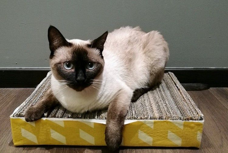 lätt skrapa möbel katt att bygga själv kartong wellpapp