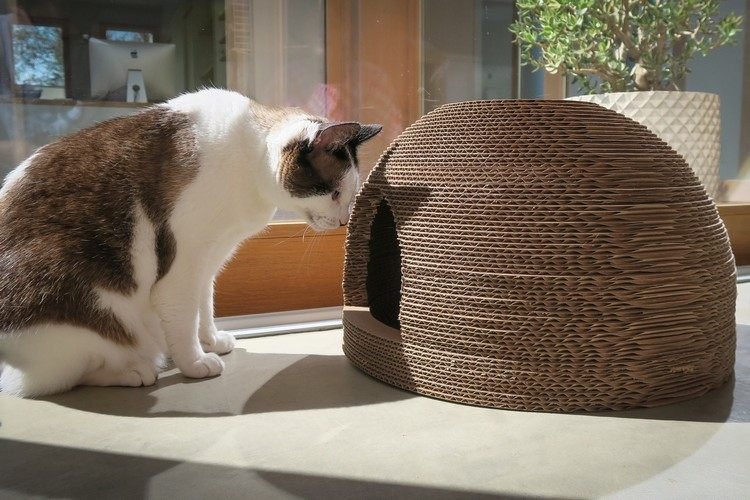 enkel skrapkorg för kattpapp