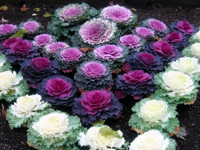 dekorativ ört vit grön rosa rosa trädgård