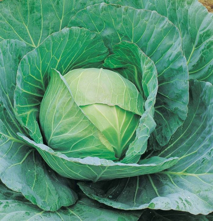 örter i trädgården växt sallad idé blad