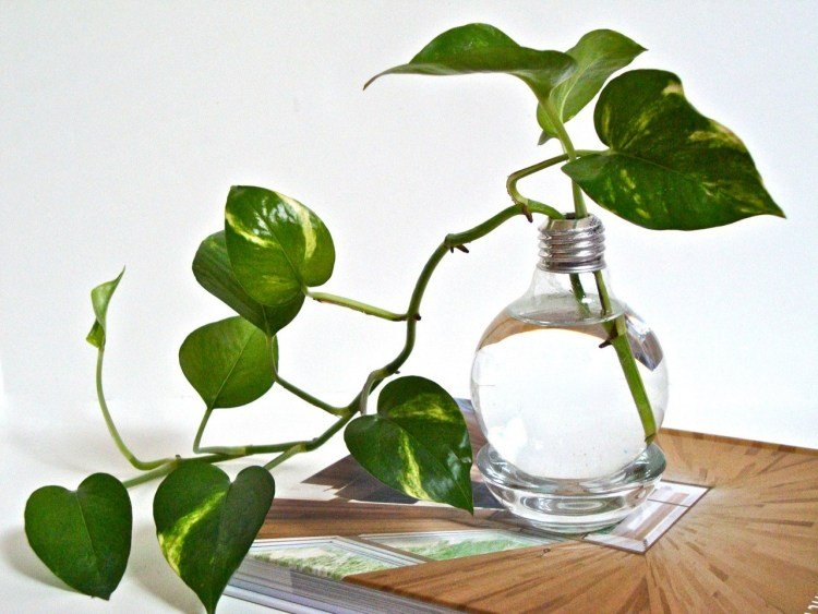 hem-dekorera-idéer-gör-det-själv-lite-pengar-vas-glödlampa-vatten-växt