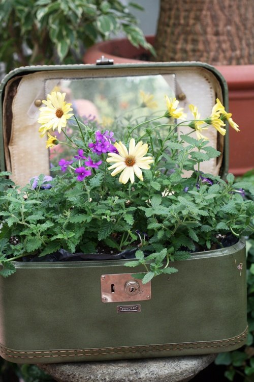trädgård idé billig budget gammal resväska blomkruka
