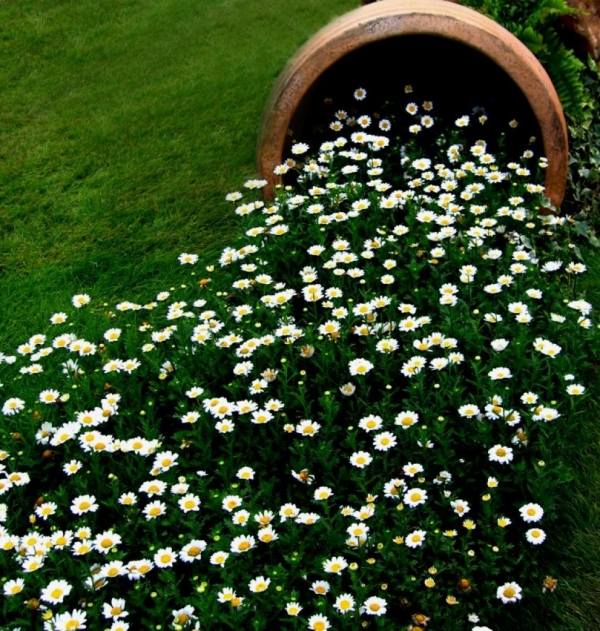 trädgård idé blommor attraktiva växter hälla effekt