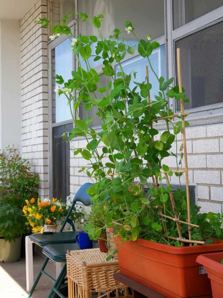 skapa grönsaks trädgård ärta-balkong-växter-spaljé