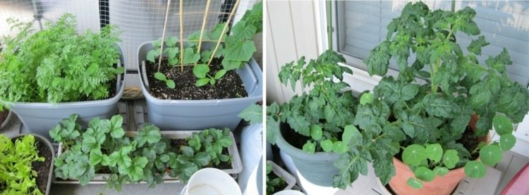 Grönsaksodling tomat-zucchini-morot-balkong-idé