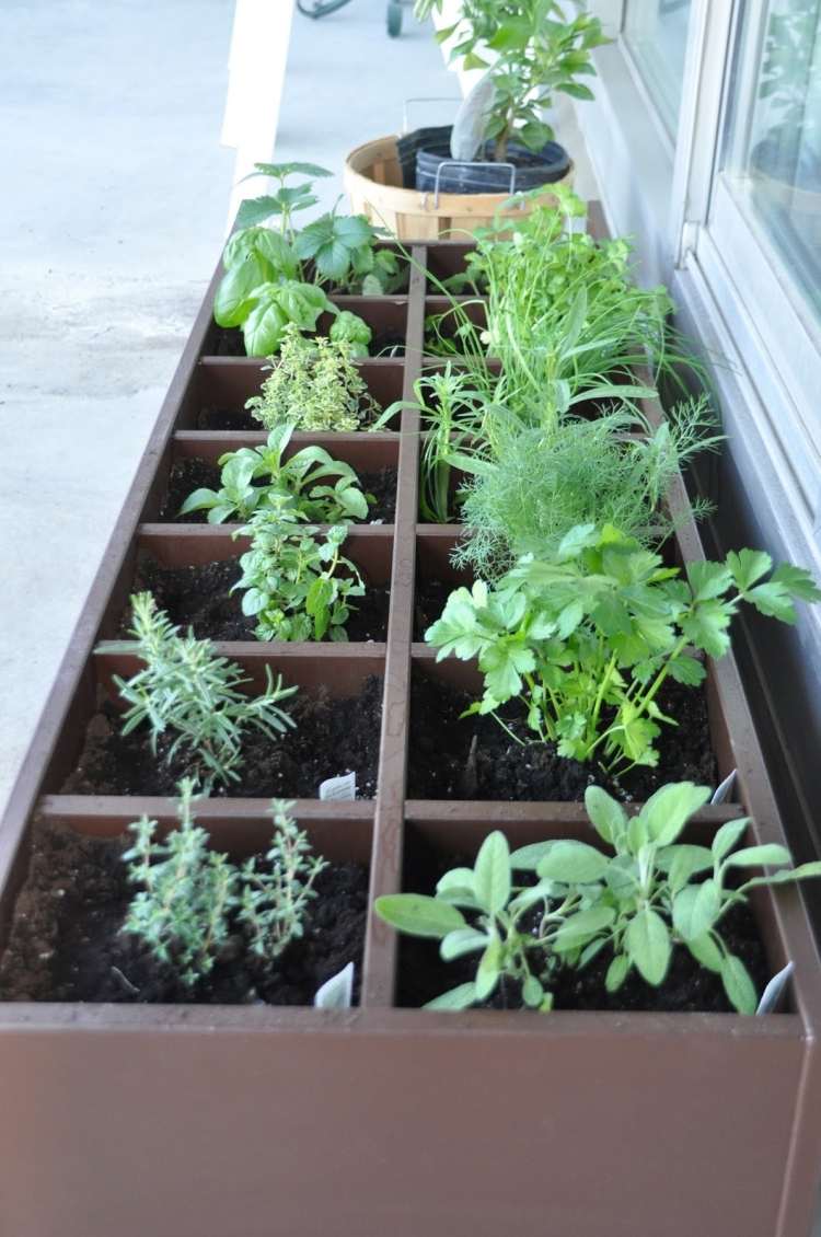 örter-balkong-växter-låda-krydda trädgård-fönsterbrädan