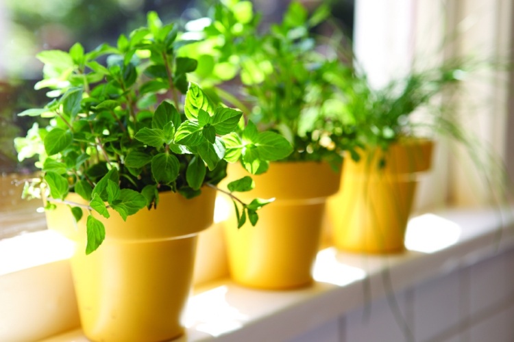 kraeuter-kök-fönsterbrädan-idéer-sol-bevattning-vård-lätt
