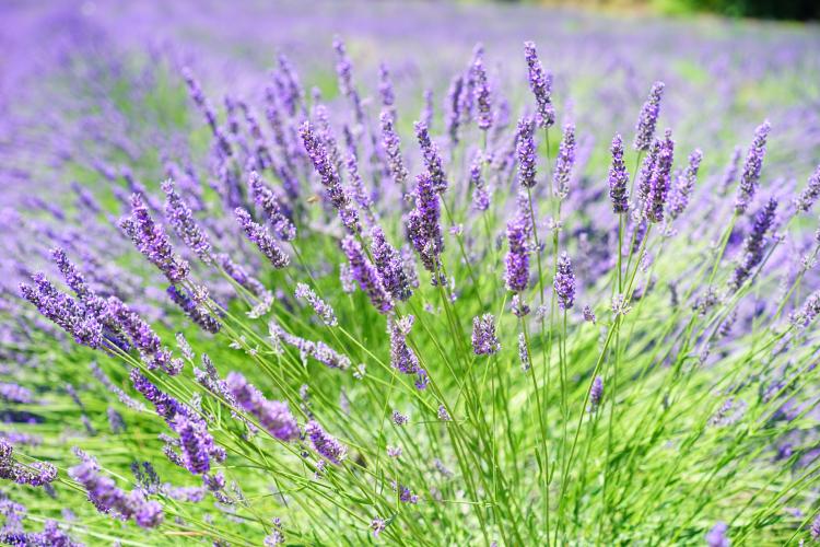 Medelhavs örter övervintrar lavendel torr och lagra