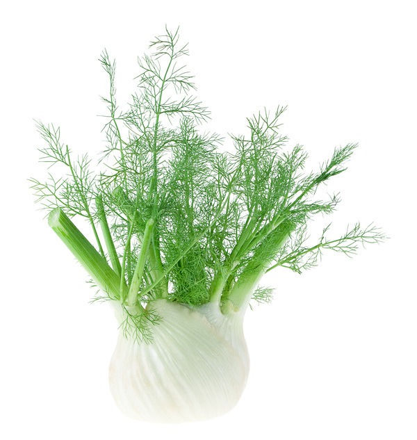Spice Herb Garden Dill Växande medicinska effekter näringsämnen Kök Trädgårdstips