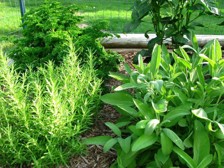 Skapa en örtträdgårdsträdgård-kök-trädgård-säng-design-växtbaserade växter