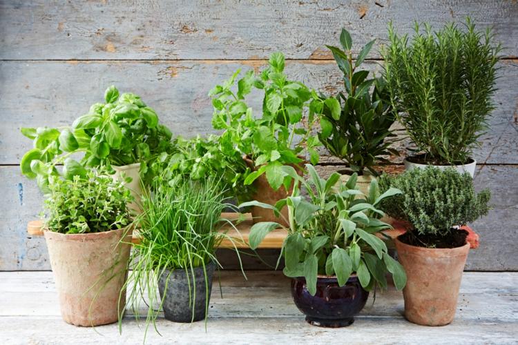 skapa en örtträdgård trädgårdsarbete-matlagning-kryddor-växter