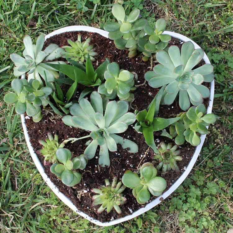 Tårtformar-växter-kakformar-trädgårdsdekoration-hjärtan-succulenter