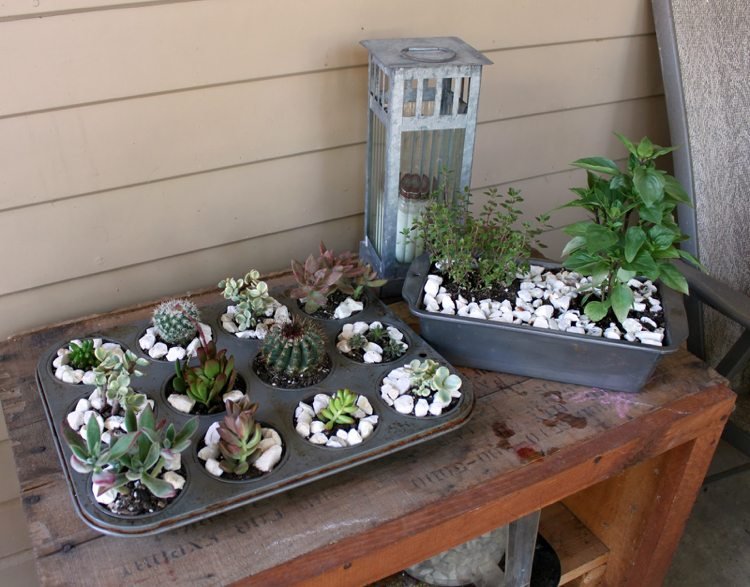 Tårtformar-växter-kakformar-trädgårdsdekoration-succulenter-muffinsform
