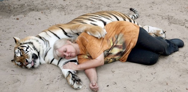 tiger-två-stora-katter-hemma-janice-haley-4