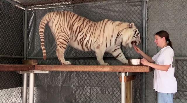 tiger-kvinna-charmig-vänskap-bakgård
