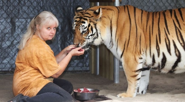 tiger-florida-hus-djur-människa-kärlek