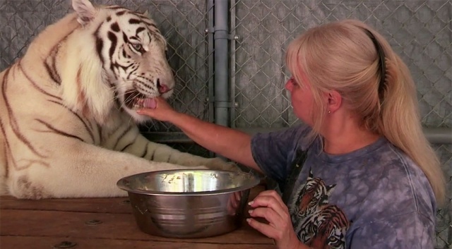 kvinna-ger-tiger-kött-hus-djur-florida